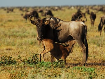 Wildebeest Calving Season Safari