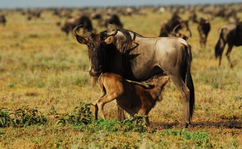 Wildebeest Calving Season Safari