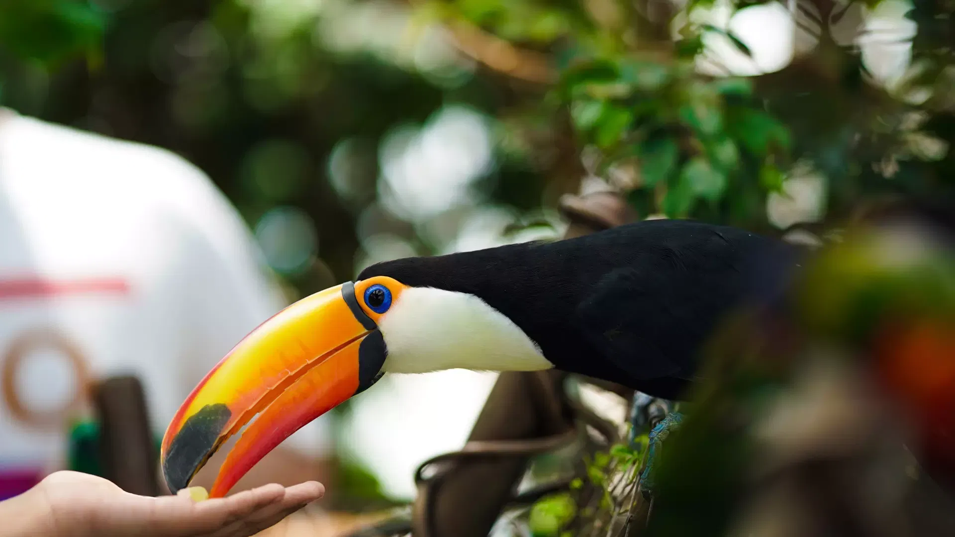 A toco toucan with a bright orange bill reaching towards a visitor's open hand at The Green Planet Dubai