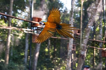 Three-Day Nature and Culture Tour of Foz do Iguaçu