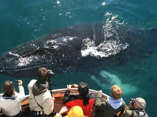 Classic Whale Watching from Dalvík, photo 9