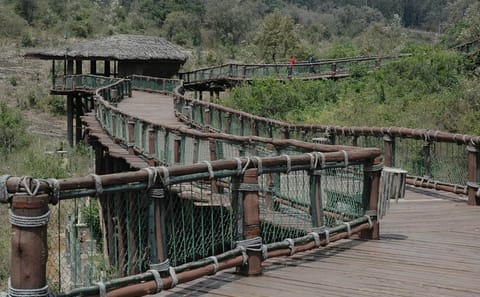 Nairobi Day Tour: Animal Orphanage, Safari Walk & Bomas
