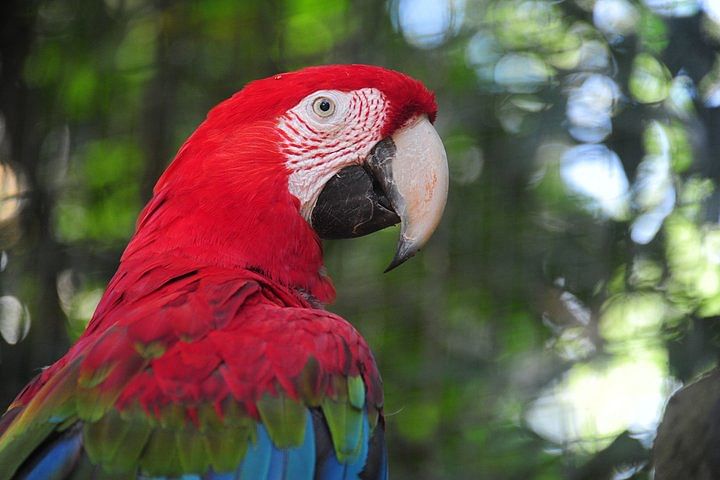 Foz do Iguaçu & Rio de Janeiro Classic Tour: Falls, Bird Park & Christ