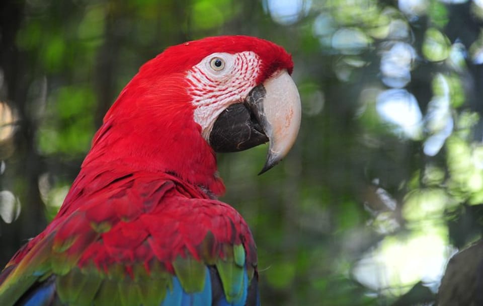Three-Day Nature and Culture Tour of Foz do Iguaçu