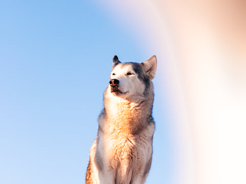 Private Adventure! Arctic Odyssey: Huskies and the Aurora Borealis!, photo 15