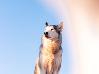 Private Adventure! Arctic Odyssey: Huskies and the Aurora Borealis!, photo 15