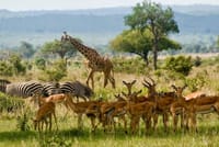 Masai Mara Game Safari