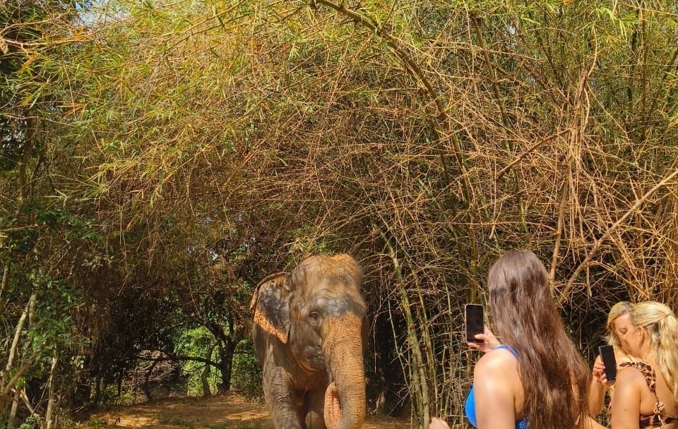 Half-Day Elephant Sanctuary Experience in Siem Reap