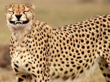 5-Day Private Safari Tour of Maasai Mara and Lake Nakuru