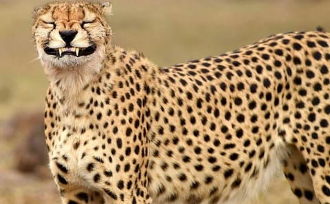 5-Day Private Safari Tour of Maasai Mara and Lake Nakuru