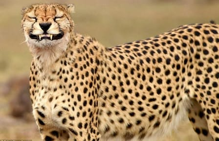 5-Day Private Safari Tour of Maasai Mara and Lake Nakuru