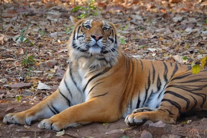 Safari in Bandhavgarh, Kanha, Pench & Tadoba National Parks