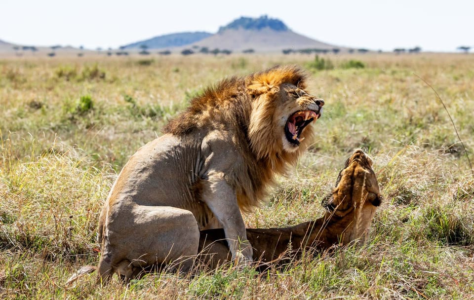 10-Day Honeymoon Safari and City Tour in Nairobi, Kenya