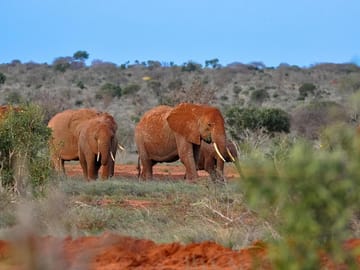 Tsavo East National Park Wildlife Safari Day Trip from Mombasa