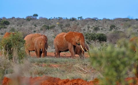 Tsavo East National Park Wildlife Safari Day Trip from Mombasa