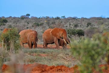 Tsavo East National Park Wildlife Safari Day Trip from Mombasa