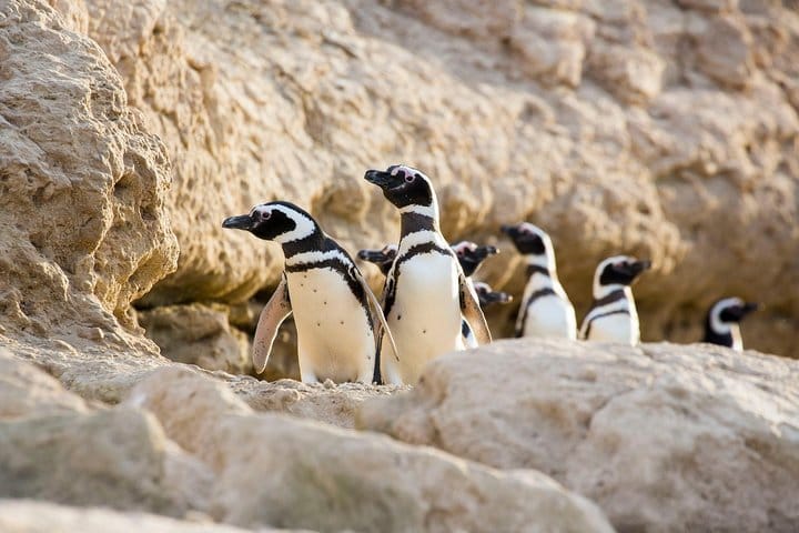 Estancia San Lorenzo: Home to the Largest Penguin Colony