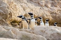 Estancia San Lorenzo: Home to the Largest Penguin Colony 2