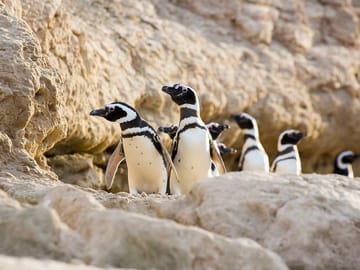 Penguin Watching Tour at Estancia San Lorenzo, Puerto Madryn