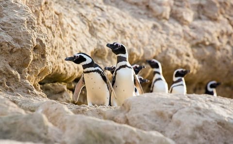 Penguin Watching Tour at Estancia San Lorenzo, Puerto Madryn