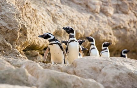 Penguin Watching Tour at Estancia San Lorenzo, Puerto Madryn