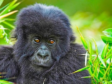 Safari 2 Days, 1 Night – Rwanda Mountain Gorilla Trekking & Rwanda Memorial