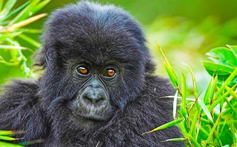 Safari 2 Days, 1 Night – Rwanda Mountain Gorilla Trekking & Rwanda Memorial