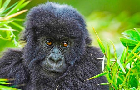 Safari 2 Days, 1 Night – Rwanda Mountain Gorilla Trekking & Rwanda Memorial
