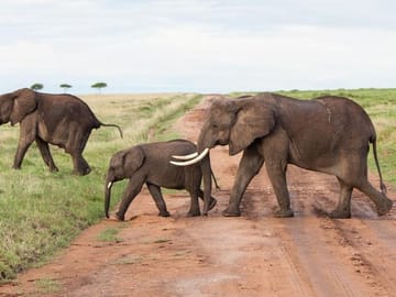 Masai mara National park