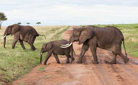 9-Day Jeep Safari Adventure in Nairobi's Wildlife Reserves