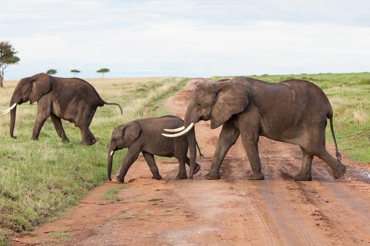 Masai mara National park