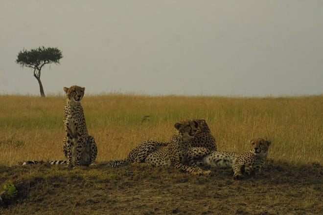 1-Day Maasai Mara Fly In Safari - Daily Departure 5