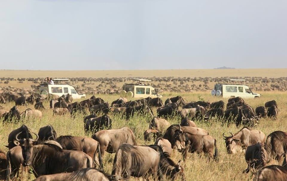 4 Days 3 Nights Lake Manyara Serengeti and Ngorongoro Safari