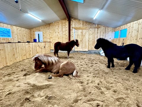 1 Hour Private Horseback Riding - Join us for an unforgettable adventure, where you can connect with these magnificent animals., photo 5