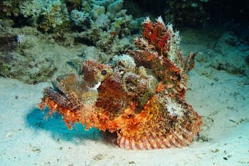 Adventure and Cultural Exploration in Marsa Alam, Egypt
