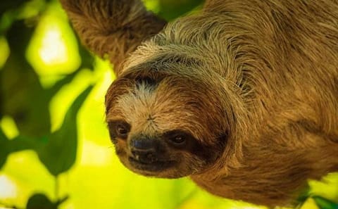 Sloth and Monkey Encounter with City Tour in West End, Honduras