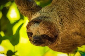 Sloth and Monkey Encounter with City Tour in West End, Honduras