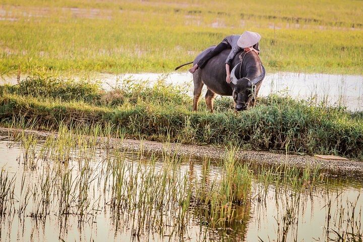 Half-day Farm To Table Adventure In Tra Que Village