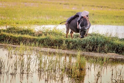 Half-day Farm To Table Adventure In Tra Que Village