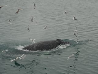2.5-3 Hour Private Whale Watching on a yacht in Reykjavík, photo 14
