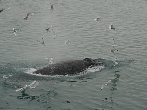 2.5-3 Hour Private Whale Watching on a yacht in Reykjavík, photo 14