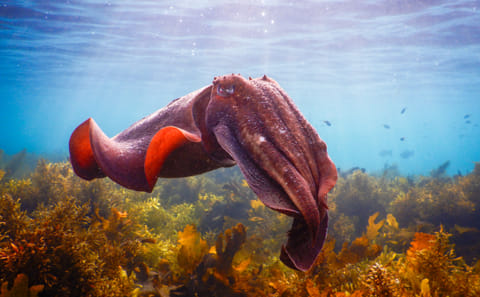 Snorkeling Tour to Explore Sydney's Marine Life at Clovelly