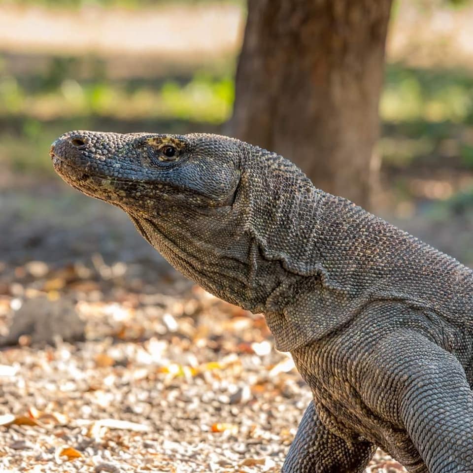 on komodo island