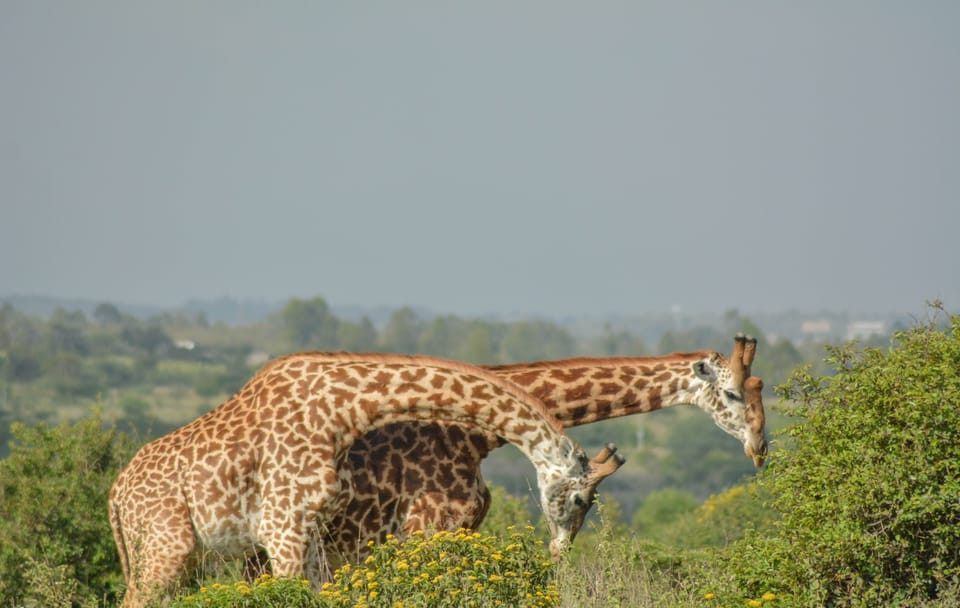 Nairobi National Park Wildlife Adventure Tour