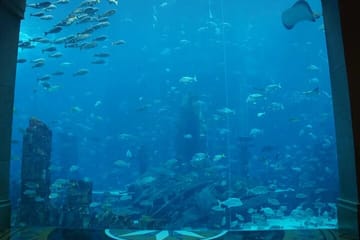 Atlantis -Lost-Chambers Aquarium- in Dubai