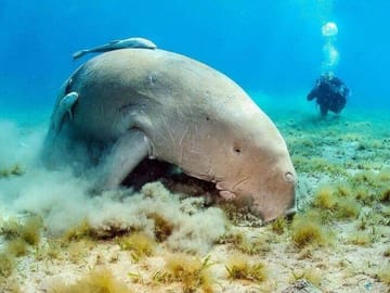 Snorkeling Adventure in Marsa Alam's Vibrant Waters