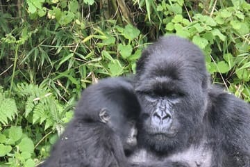 4 Days 3 Nights Rwanda Gorilla Private Trekking
