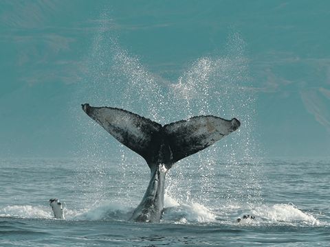 Húsavík: Whale Watching Tour with Heated Indoor Seating, photo 15