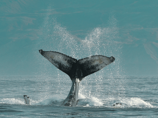 Húsavík: Small-Family Run, Responsible Whale Watching, photo 15