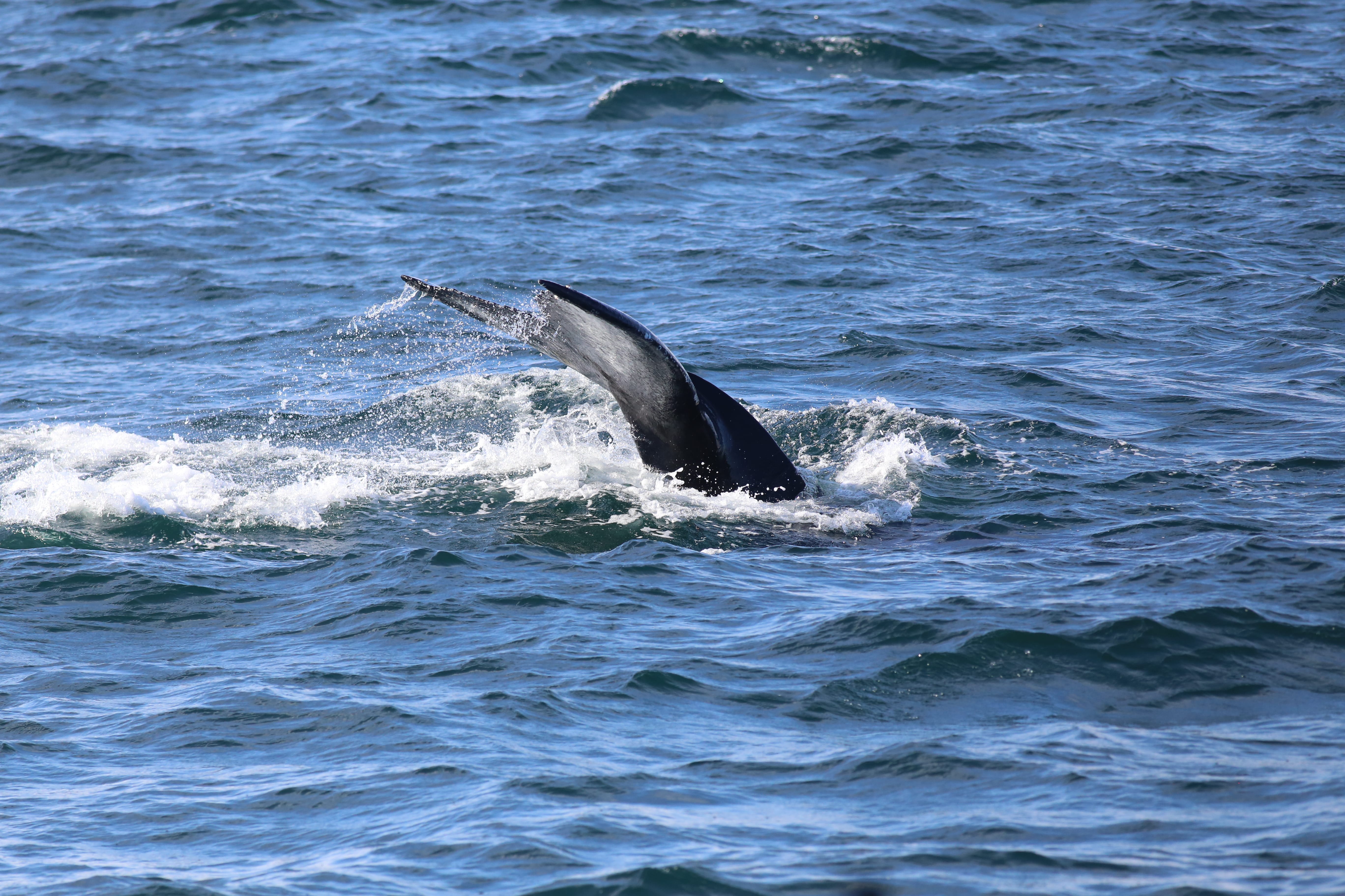 Whale surfacing above the ocean in Eyjafjörður Fjord